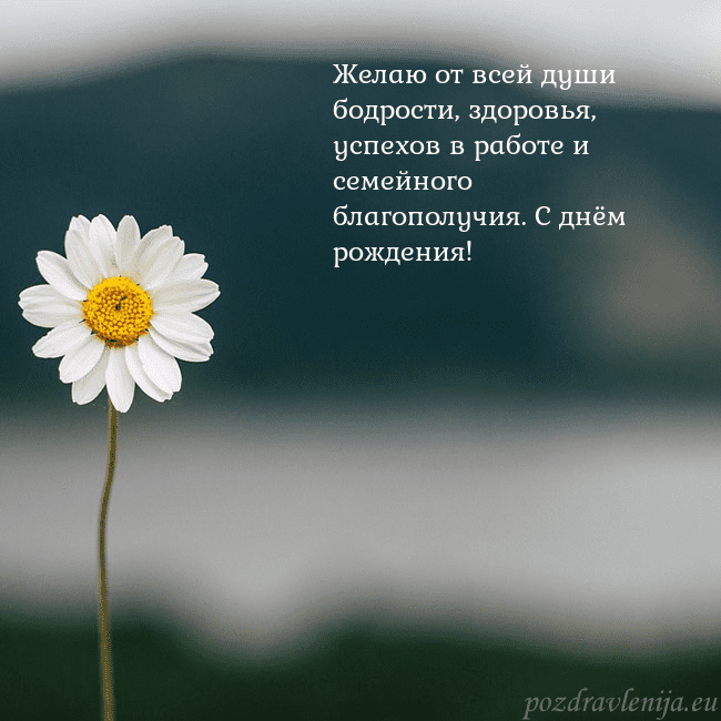 Электронная открытка с ромашкой