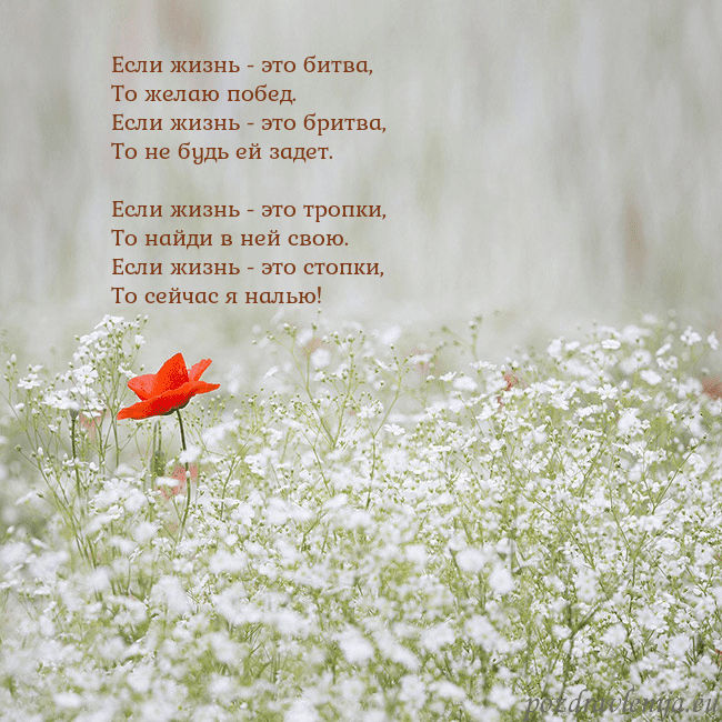 Электронная открытка с белыми цветами