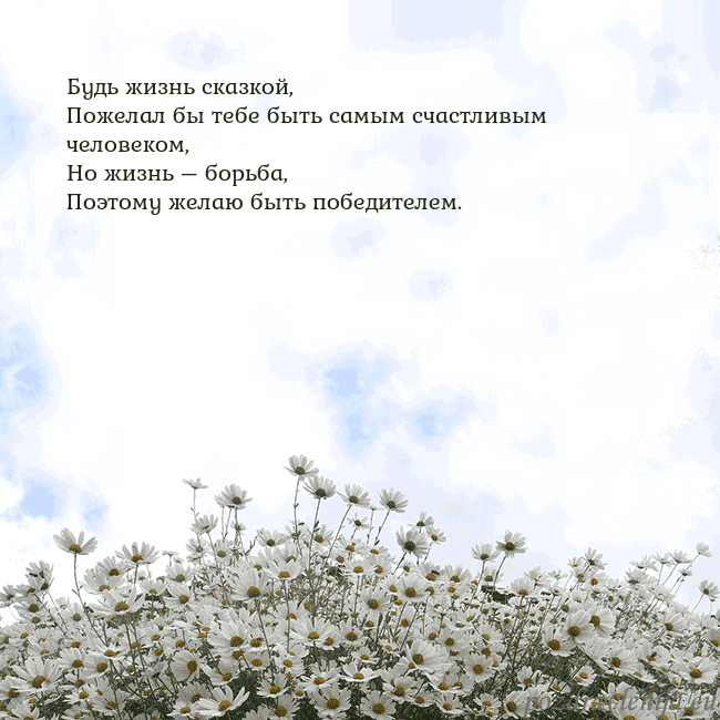 Открытка с ромашками