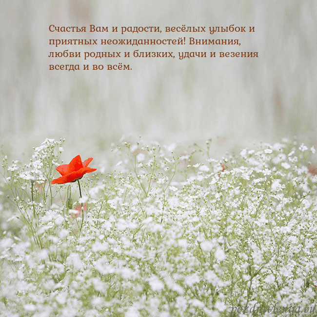 Электронная открытка с белыми цветами