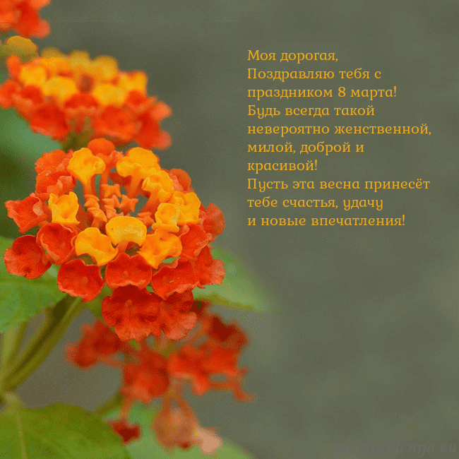 Открытка с оранжевыми цветами Моя дорогая,
Поздравляю тебя с праздником 8 марта Открытка с оранжевыми цветами