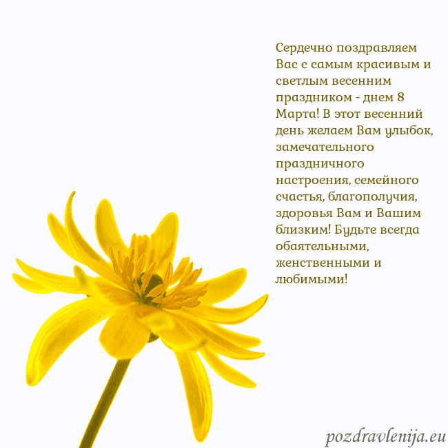 Открытка с желтым цветком Сердечно поздравляем Вас с самым красивым и светлы Открытка с желтым цветком