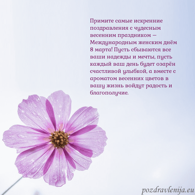 Электронная открытка с фиолетовым цветком Примите самые искренние поздравления с чудесным ве Электронная открытка с фиолетовым цветком