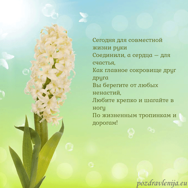 Открытка с гиацинтом Сегодня для совместной жизни руки
Соединили, а се Открытка с гиацинтом