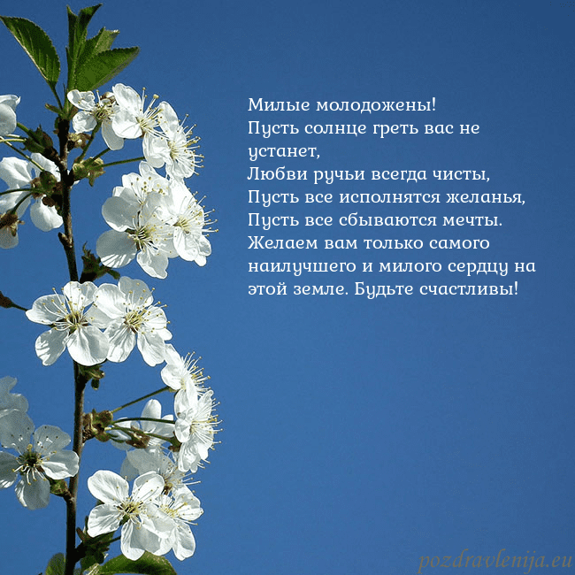 Открытка с весенними цветами Милые молодожены!
Пусть солнце греть вас не устан Открытка с весенними цветами