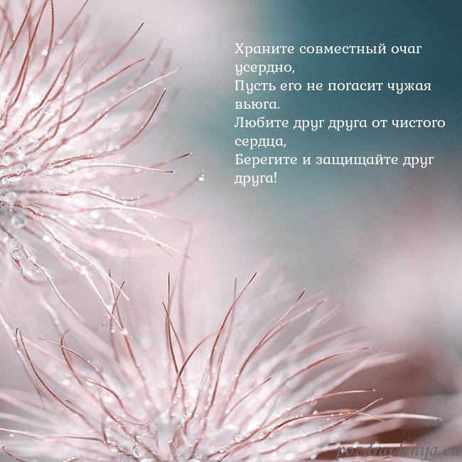 Открытка с пушистыми растениями Храните совместный очаг усердно,
Пусть его не пог Открытка с пушистыми растениями