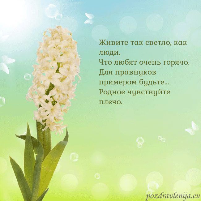 Открытка с гиацинтом Живите так светло, как люди,
Что любят очень горя Открытка с гиацинтом