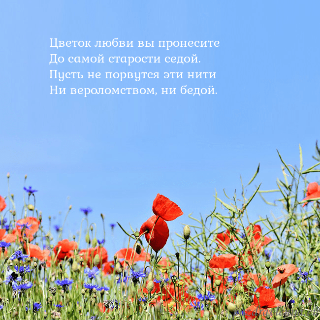 Открытка с маками Цветок любви вы пронесите
До самой старости седой Открытка с маками