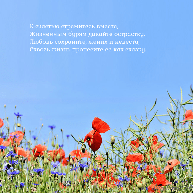 Открытка с маками К счастью стремитесь вместе,
Жизненным бурям дава Открытка с маками