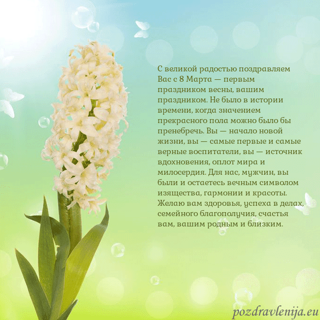 Открытка с гиацинтом С великой радостью поздравляем Вас с 8 Марта — пер Открытка с гиацинтом
