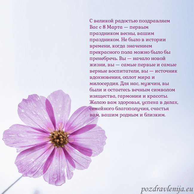 Электронная открытка с фиолетовым цветком С великой радостью поздравляем Вас с 8 Марта — пер Электронная открытка с фиолетовым цветком