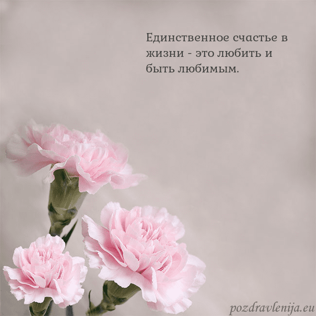 Открытка с розовыми гвоздиками
