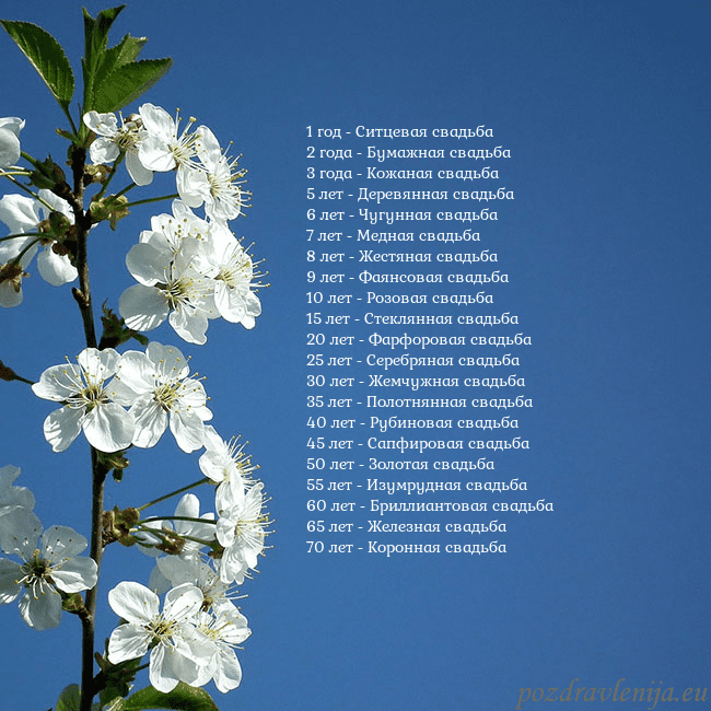 Открытка с весенними цветами 1 год - Ситцевая свадьба
2 года - Бумажная свадьб Открытка с весенними цветами