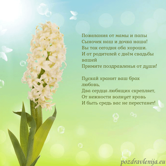 Открытка с гиацинтом Пожелания от мамы и папы
Сыночек наш и дочка наша! Открытка с гиацинтом