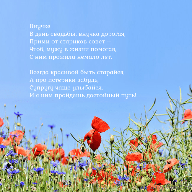 Открытка с маками Внучке
В день свадьбы, внучка дорогая,
Прими от ст Открытка с маками
