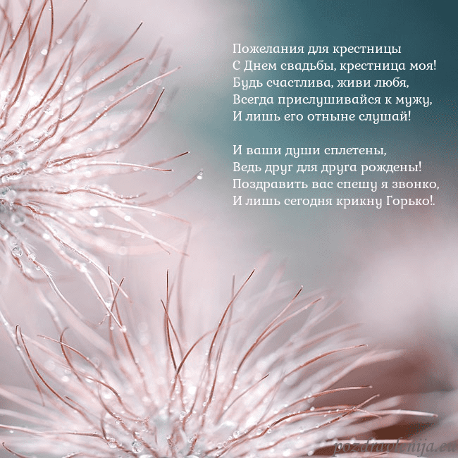 Открытка с пушистыми растениями Пожелания для крестницы
С Днем свадьбы, крестница Открытка с пушистыми растениями
