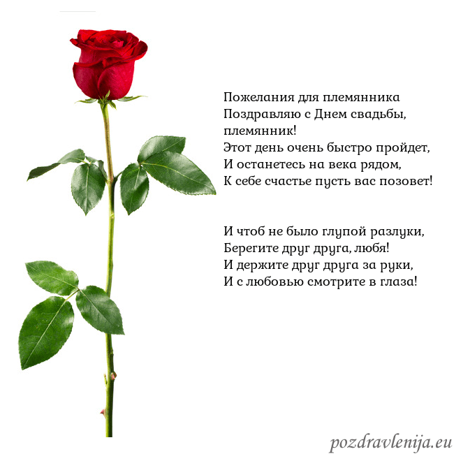 Открытка с красной розой Пожелания для племянника
Поздравляю с Днем свадьбы Открытка с красной розой