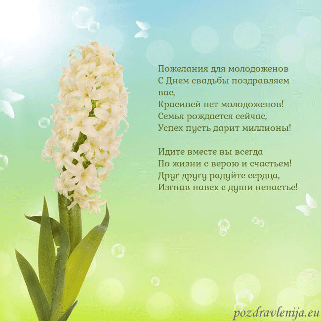 Открытка с гиацинтом Пожелания для молодоженов
С Днем свадьбы поздравля Открытка с гиацинтом