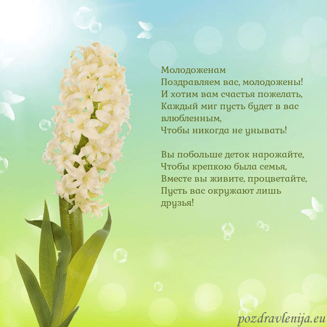Открытка с гиацинтом Молодоженам
Поздравляем вас, молодожены!
И хотим в Открытка с гиацинтом