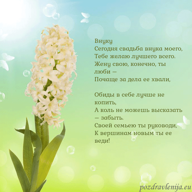 Открытка с гиацинтом Внуку
Сегодня свадьба внука моего,
Тебе желаю лучш Открытка с гиацинтом