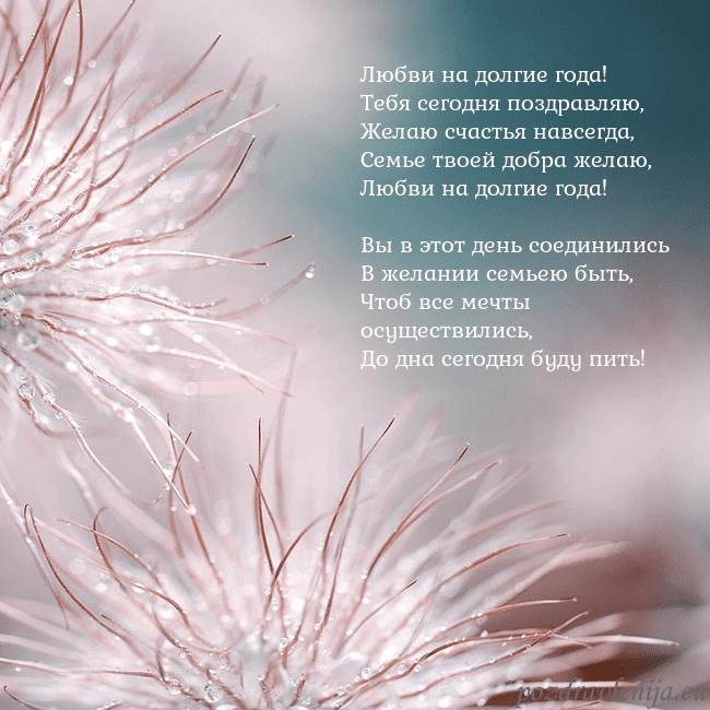 Открытка с пушистыми растениями Любви на долгие года!
Тебя сегодня поздравляю,
Жел Открытка с пушистыми растениями