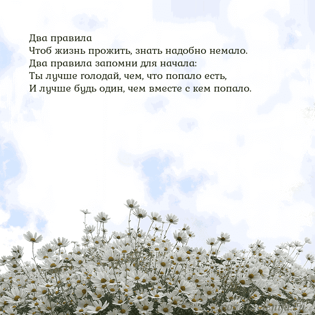 Открытка с ромашками