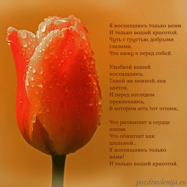 Открытка с красным тюльпаном Я восхищаюсь только вами
И только вашей красотой.
Открытка с красным тюльпаном
