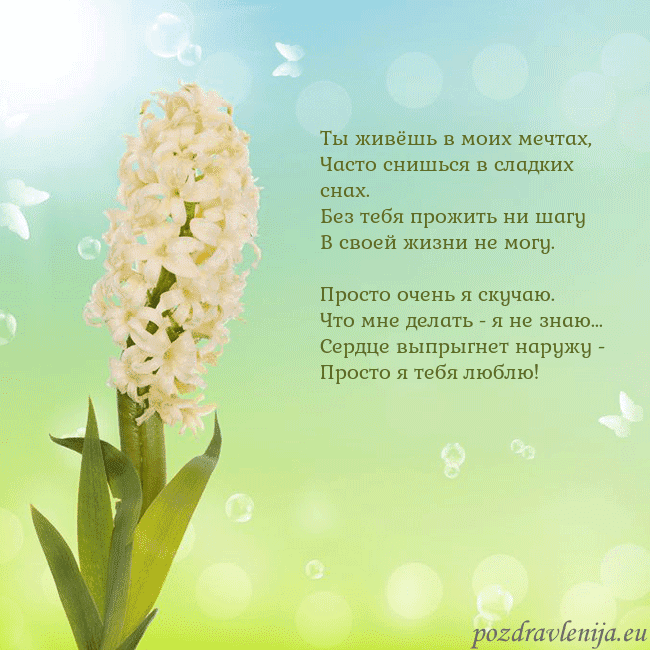Открытка с гиацинтом Ты живёшь в моих мечтах,
Часто снишься в сладких с Открытка с гиацинтом