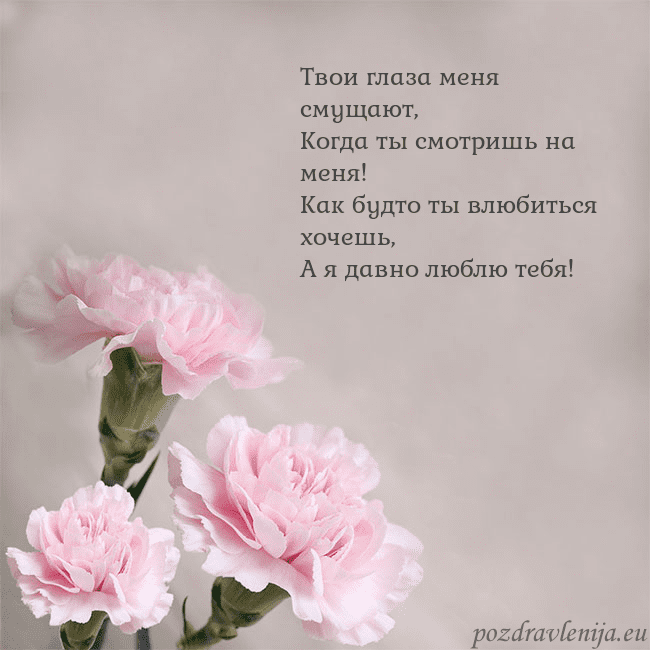 Открытка с розовыми гвоздиками Твои глаза меня смущают,
Когда ты смотришь на меня Открытка с розовыми гвоздиками