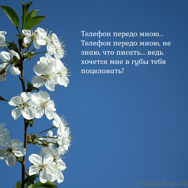 Открытка с весенними цветами Телефон передо мною...
Телефон передо мною, не зна Открытка с весенними цветами