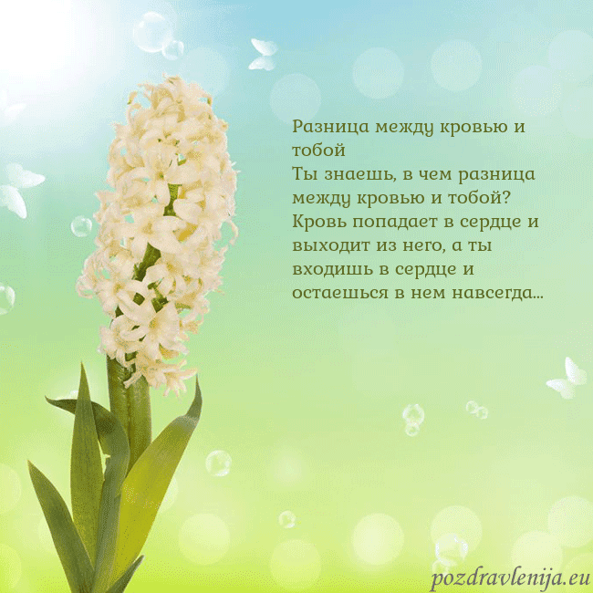 Открытка с гиацинтом Разница между кровью и тобой
Ты знаешь, в чем разн Открытка с гиацинтом