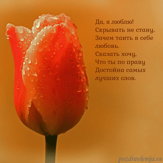 Открытка с красным тюльпаном Да, я люблю!
Скрывать не стану,
Зачем таить в себе Открытка с красным тюльпаном
