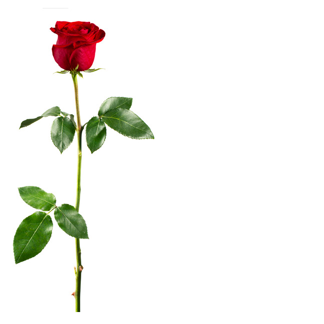 Поздравление с днeм святого Валентина по электронной почте, открытки Открытка с красной розой