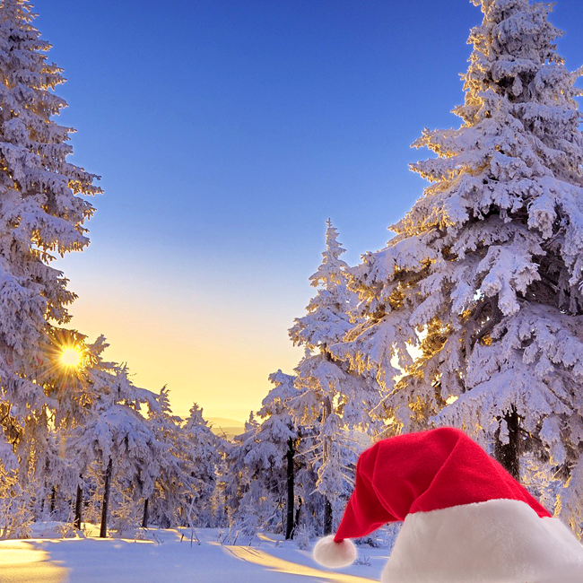 Рождественские открытки по электронной почте Новогодняя открытка со снежным лесом