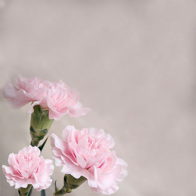 Oткрытки ко дню святого Валентина Открытка с розовыми гвоздиками