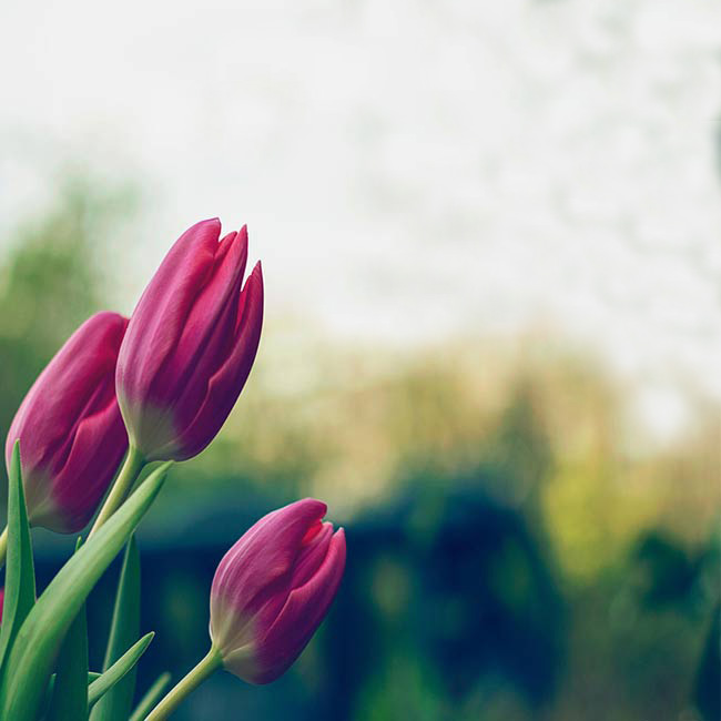 Открытки к 8 марта Открытка с тремя красными тюльпанами