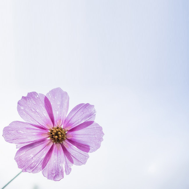 Открытки с днем рождения Электронная открытка с фиолетовым цветком